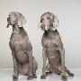 Portrait Of 2 Weimaraner Dogs by Brian Summers Limited Edition Print