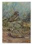 A Painting Of A Nuttall's Poorwill And A Merrill's Pauraque by Allan Brooks Limited Edition Print