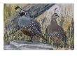 A Painting Of A Pair Of Quail by Louis Agassiz Fuertes Limited Edition Pricing Art Print