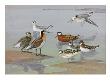 A Painting Of Three Species Of Phalaropes by Allan Brooks Limited Edition Print