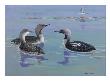 A Painting Of Red-Throated And Pacific Loons by Allan Brooks Limited Edition Print