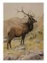 A Painting Of An American Elk, Also Known As A Wapiti, And Its Herd by Louis Agassiz Fuertes Limited Edition Print