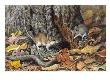 An Adult White-Footed Mouse Walks Around A Tree With A Young Mouse by Louis Agassiz Fuertes Limited Edition Print