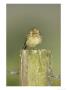 Meadow Pipit, Juvenile Perched On Fence Post, Scotland by Mark Hamblin Limited Edition Print