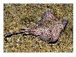 Thornback Ray, North Wales, Uk by Paul Kay Limited Edition Print