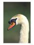 Mute Swan, Close-Up Portrait Of Adult, Uk by Mark Hamblin Limited Edition Print