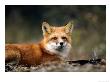 Red Fox, Lying, Quebec, Canada by Philippe Henry Limited Edition Print
