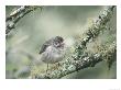 Small Billed Ground Finch, Santa Cruz Island, Galapagos by Mark Jones Limited Edition Print