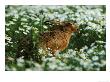 Brown Harelepus Europaeusin Mayweedwarks by Mark Hamblin Limited Edition Print