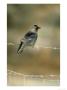 Jackdaw by Mark Hamblin Limited Edition Print