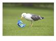 Herring Gull, Feeding On Left-Over Crisps In City Park, Scotland by Mark Hamblin Limited Edition Print