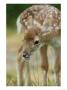 Fallow Deer, Portrait Of Very Young Fawn, Sussex, Uk by Elliott Neep Limited Edition Print