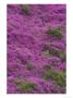 Bell Heather In Flower On Moorland, July, Uk by Mark Hamblin Limited Edition Pricing Art Print