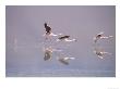 Jamess Flamingo, Taking Off From Lake, Laguna Colorada, Bolivia by Mark Jones Limited Edition Print