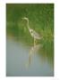 Great Blue Heron, Single In Water, Mexico by Patricio Robles Gil Limited Edition Print