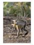 Grey Langur, Walking On Forest Floor Into Light, Madhya Pradesh, India by Elliott Neep Limited Edition Print