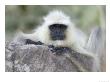 Grey Langur, Close-Up Facial Portrait Of Grey Langur, Madhya Pradesh, India by Elliott Neep Limited Edition Print