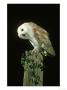Barn Owl, Tyto Alba, Yorkshire by Mark Hamblin Limited Edition Print