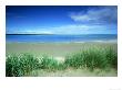 Marram Grass, & Sand In Budle Bay Nr, Uk by Mark Hamblin Limited Edition Print