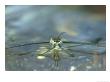 Water Skater, Juvenile by London Scientific Films Limited Edition Print