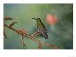 Buff-Tailed Coronet On Bromeliad, Pichincha Volcano, Ecuador by Mark Jones Limited Edition Print