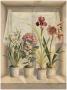 Window Garden I by Fabrice De Villeneuve Limited Edition Print