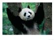 Panda Cub, Wolong, Sichuan, China by Keren Su Limited Edition Print