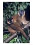 Collared Lemur, Infant Male On Mother, Dupc by David Haring Limited Edition Print