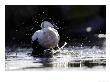 Eider, Adult Male Splashing Through Shallow Water, Norway by Mark Hamblin Limited Edition Print