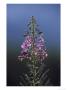 Rosebay Willowherb, Flower Spike, Close-Up, Uk by Mark Hamblin Limited Edition Print