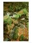 Padley Gorge In Autumn, Beech Leaves On Rocks, Burbage Brook, Peak District National Park, Uk by Mark Hamblin Limited Edition Pricing Art Print