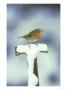 Robin, Perched On Spade Handle In Snow, Uk by Mark Hamblin Limited Edition Print