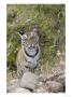 Bengal Tiger, Young Female Tiger Approaching Over Fallen Stone Wall, Madhya Pradesh, India by Elliott Neep Limited Edition Print