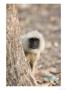 Grey Langur, Peering Round From Behind A Tree, Madhya Pradesh, India by Elliott Neep Limited Edition Print