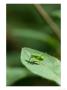 Speckled Bush-Cricket On Leaf Of Wild Honeysuckle, Middlesex, Uk by Elliott Neep Limited Edition Print
