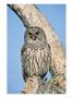 Barred Owl, Perched, Florida, Usa by Stan Osolinski Limited Edition Print