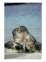 Galapagos Sea Lion, Adolescent Pups Sparring, Galapagos by Mark Jones Limited Edition Print