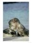 Galapagos Sea Lion, Adolescent Pups Sparring, Galapagos by Mark Jones Limited Edition Pricing Art Print