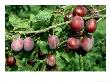Dessert Plum Victoria, Prunus Domestica by Gordon Maclean Limited Edition Pricing Art Print
