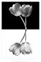 Black And White by Ilona Wellmann Limited Edition Pricing Art Print