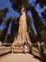 General Sherman Tree, Sequoia National Park, California, Usa by Jon Hart Gardey Limited Edition Print