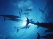 Atlantic Spotted Dolphins, Bahamas, Caribbean by Doug Perrine Limited Edition Print