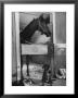 Horse Of The Year, Kelso, Standing In His Stall by George Silk Limited Edition Print