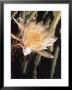 Hawaiian Flora: Night Blooming Cereus by Eliot Elisofon Limited Edition Print