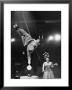 Circus Performer Balancer Unus Standing On His Index Finger On Globe Feet In Air Back Of Head by Ralph Morse Limited Edition Print