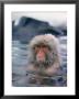 Japanese Macaque, Snow Monkey Sitting In Waters Of Hot Spring In Shiga Mountains During A Snowfall by Co Rentmeester Limited Edition Print