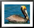 Male Brown Pelican In Breeding Plumage, West Coast Of Mexico by Charles Sleicher Limited Edition Print