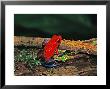 Strawberry Poison Dart Frog, Rainforest, Costa Rica by Charles Sleicher Limited Edition Print
