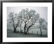 Frost On Trees On Farmland In Winter by Hodson Jonathan Limited Edition Pricing Art Print