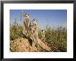 Group Of Meerkats, Kalahari Meerkat Project, Van Zylsrus, Northern Cape, South Africa by Toon Ann & Steve Limited Edition Print